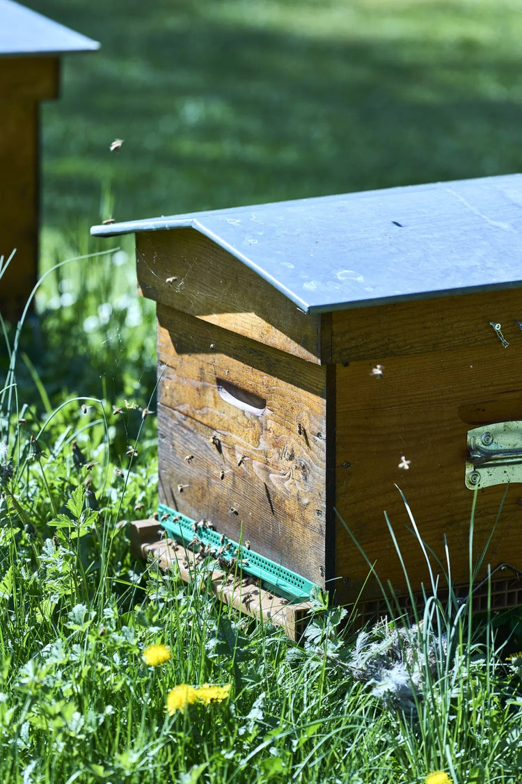 ruches biodiversité