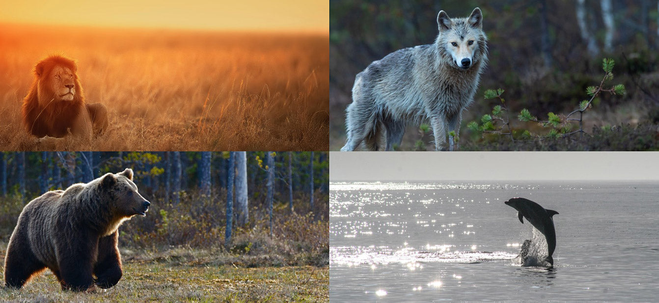 Comment connaître son chronotype ?