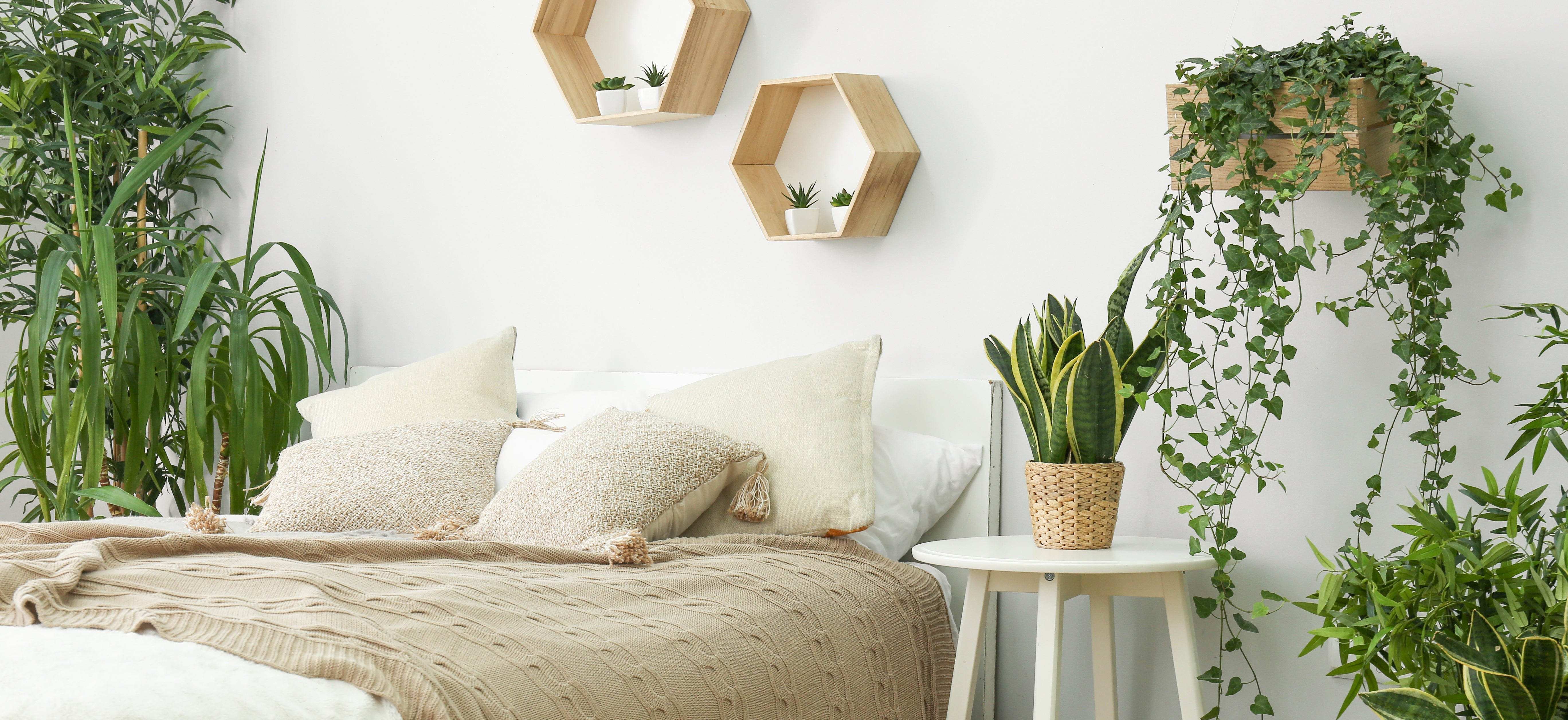 9 plantes d’intérieur qu’il faut avoir chez soi